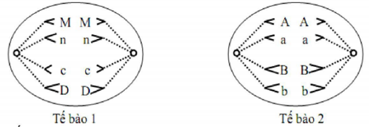 Quan sát Hình 192 và cho biết Giai đoạn phân chia nhân ở quá trình nguyên  phân gồm các kì nào